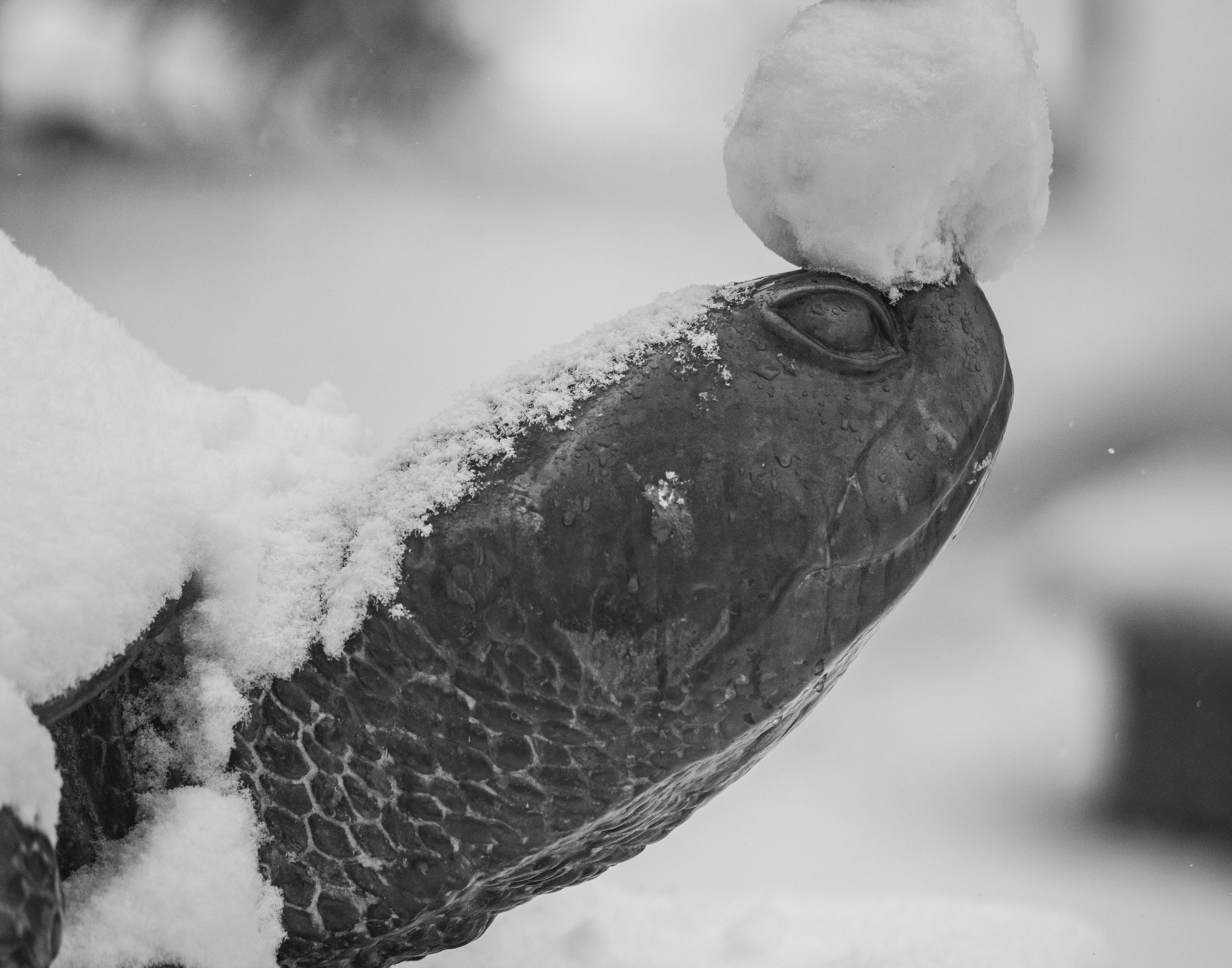 Testudo with Snowballs